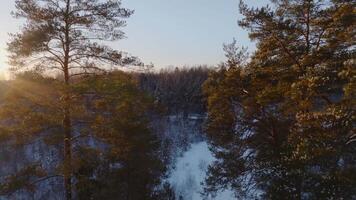 Snow blankets the ground in a forest of evergreen and leafless trees under a clear sky. Golden sunlight illuminates treetops as the forest extends into the distance. video