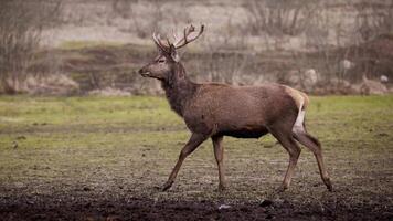 A deer with upright posture and large antlers stands on earthy ground, surrounded by sparse vegetation, open fields, muted grass, and scattered shrubs. video