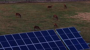 A group of deer grazes on a grassy field near neatly arranged solar panels. A fence in the background marks the boundary of the area. video