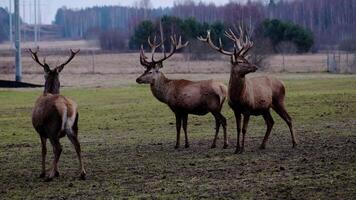 Three deer with antlers stand on a grassy field with patches of dirt, surrounded by leafless trees, evergreen shrubs, power lines, and a wire fence. video