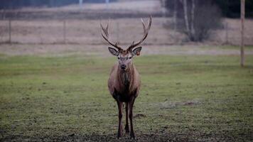A tagged deer with branching antlers stands in a grassy field. Sparse trees and a fenced area are visible under overcast lighting. video