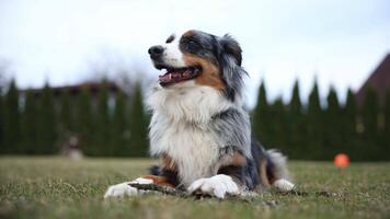 An Australian Shepherd dog with multicolored fur rests on grass near tall shrubs. A blurred private house is visible in the background. video
