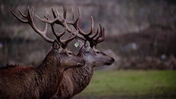 Two deer with large antlers and green ear tags stand in profile. The background features muted tones with hints of grass and brush, creating contrast. video