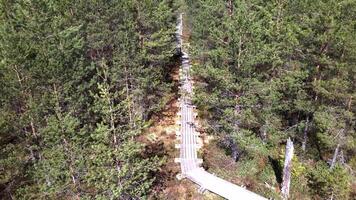 A wooden boardwalk winds through a forest of tall pine trees, surrounded by marshy ground with moss and vegetation. A broken section adds visual interest. video