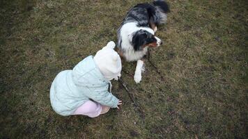 An Australian Shepherd dog holds a stick while interacting with a child in a light jacket with bear ears, seated on a patchy grass lawn outdoors. video