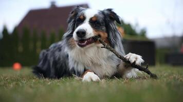 An Australian Shepherd lies on a grassy lawn chewing a stick. A private house with a sloped roof and trimmed hedges is visible in the background. video