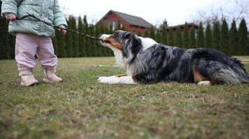 An Australian Shepherd lies on grass near child in a light green jacket and pink pants. Tall evergreen trees and a red brick house are in the background. video