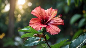 Hibiscus Flower with Lizard Resting on Leaf in Natural Setting photo