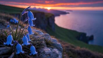 Bluebells at Cliffside Dawn with Ocean and Sunrise Scenery photo