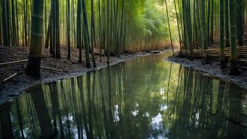 Tranquil Bamboo Forest with Water Reflection Creates a Serene Scene photo