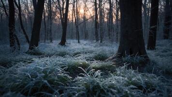 Icy Forest Ground with Frosty Grass and Bare Trees at Dawn photo