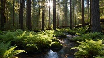 Stream Flowing Through Forest with Ferns and Sunlight Shining Through photo