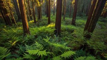Walking Through Fern Covered Forest Floor with Sunlight Filtering Through Trees photo