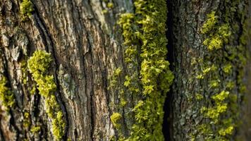 Moss Growing on Tree Bark Texture Close Up in Natural Setting photo