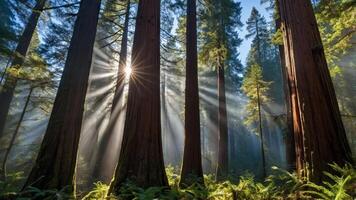 Sun Rays Streaming Through Tall Trees in Tranquil Forest Setting photo