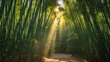 Walking Path Through Bamboo Forest with Sunlight Streaming Through Trees photo
