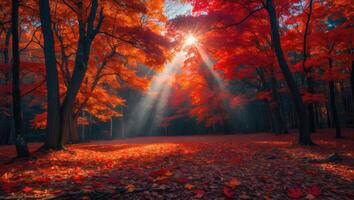 Sun Rays Streaming Through Colorful Autumn Forest with Fallen Leaves photo