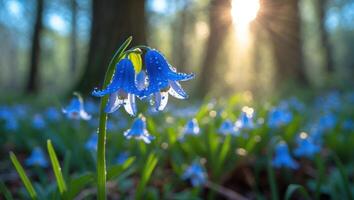 Bluebells Blooming in Forest with Sunlight and Water Droplets photo