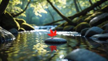 Red Leaf on Stone in River Reflection Forest Scene photo