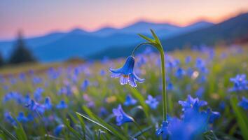 Blooming Bluebell Flower in Meadow with Mountain Views at Sunset photo