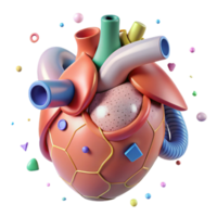 elegant modern Human Heart Front View Anatomical Diagram Cutout premium png