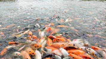 Close up of a group of goldfish swarming on the water's surface, creating a lively scene of movement and interaction. Colorful scales glisten in the pond, photo