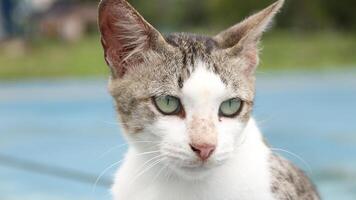 Bright and Shining Eyes photo