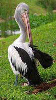 The White Pelican is commonly found in lakes, marshes, rivers, and brackish lagoons. photo