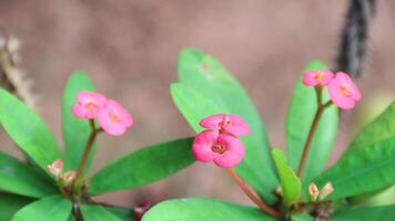 Pink Poi Sian flowers or Red Christ Thorn flowers in the garden.Crown of thorns plant Flowering throughout the year. photo