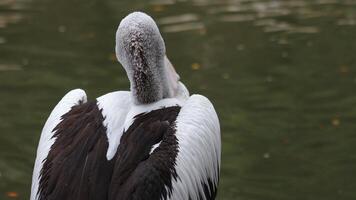 The Majestic White Pelican on Water Gliding smoothly across the water photo