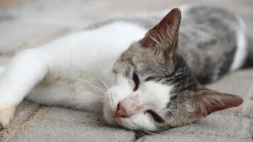 A closeup of white cat face looking straight forward on the floor photo