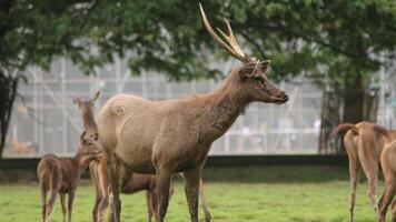 With its short legs and compact body, it is well-adapted to dense forests but remains critically endangered due to habitat loss. photo
