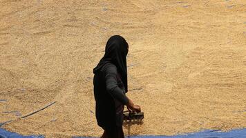 High angle view of rice husk. photo