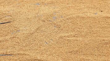 Rice husk is rice bran that has been separated from the rice grains using a mill photo