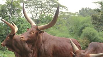 Watisu cow,Ankole Watusi or Bos primigenius faurus in open zoo. photo