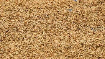 High angle view of rice husk photo