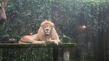 A closeup of the male lion resting with a ray of sunshine on his face photo