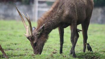 Male Bawean deer, Axis kuhlii also known as kuhl's hog deer or Bawean hog deer. photo