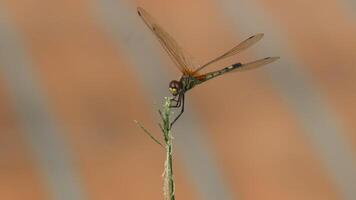 Orthetrum sabina or Green Marsh Hawk. photo