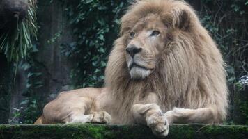 Large Male Lion Poses Regally, A closeup of the male lion resting with a ray of sunshine on his face photo