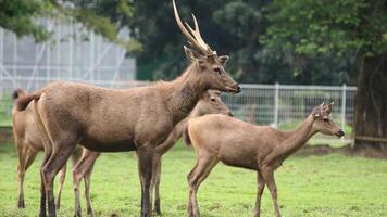 Axis kuhlii also known as kuhl's hog deer or Bawean hog deer. photo
