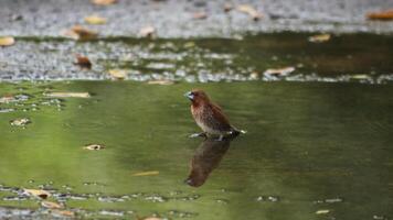 A closeup shot of a White Rumped Munia bird swimming in a fountain photo