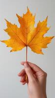A delicate hand holds a vibrant orange maple leaf against a soft gray background, embodying the essence of autumn. photo