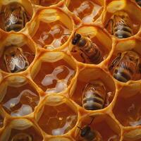 Close-up of honey bees working diligently within a honeycomb structure, showcasing their intricate world. photo
