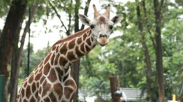 With its towering height and long neck, the Angolan giraffe effortlessly reaches high branches, photo