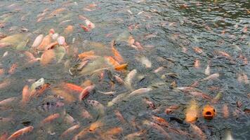A Lively Feeding Frenzy in the Pond photo