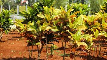 Deciduous plant in the botanical garden. photo