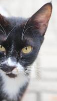 Portrait of a black cat face on the street photo