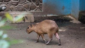 capybara Gentle Giant of the Rodent Family photo