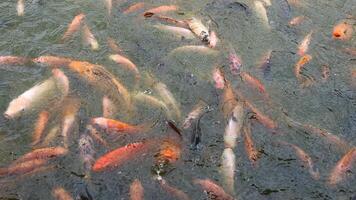 Close-up of a dense group of goldfish swarming on the water's surface, photo